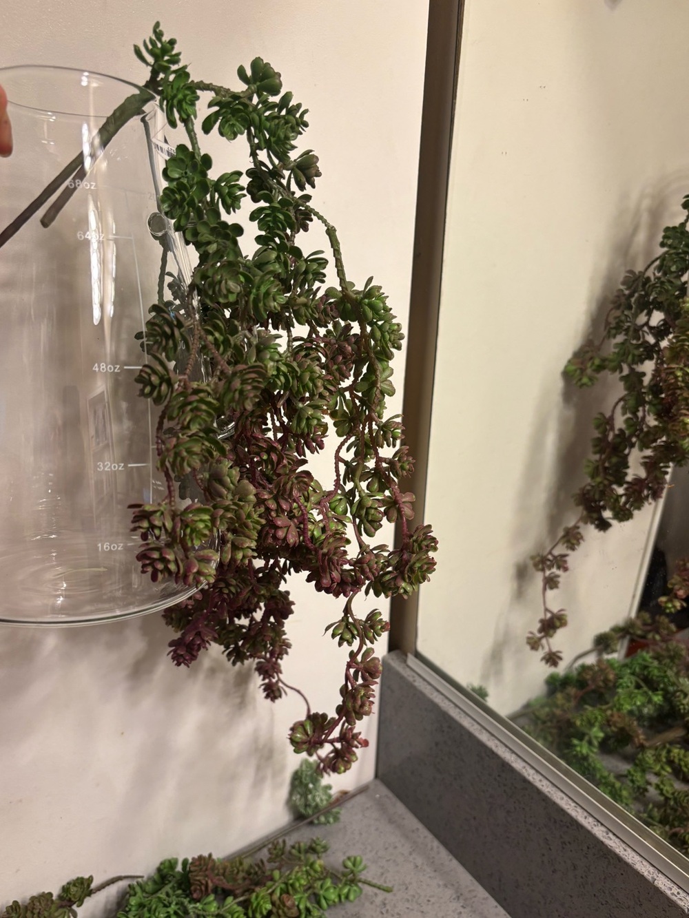 Green and Burgundy Hanging artificial Succulent Accent some with price tags